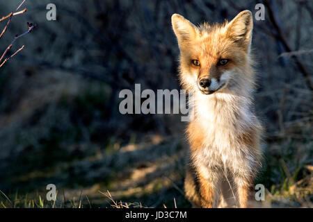 Red fox (Vulpes vulpes) - Crow Head, Twillingate, Newfoundland, Canada Stock Photo