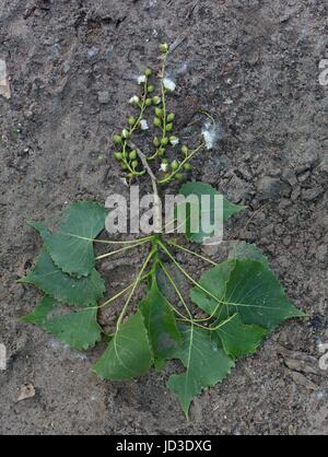 White fluffy seeds bursting from the pods of a cottonwood tree. Stock Photo