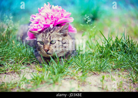 Cute siberian cat with peony flower on a head lying outdoor in a grass in summer Stock Photo