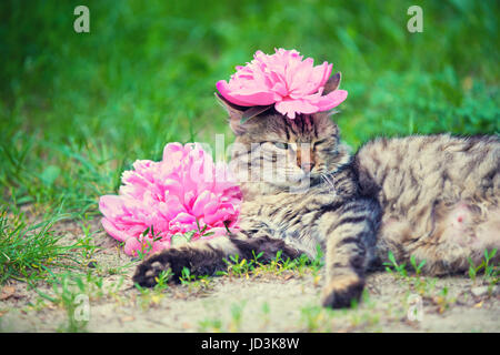 Cute siberian cat with peony flower on a head lying outdoor in a grass in summer Stock Photo