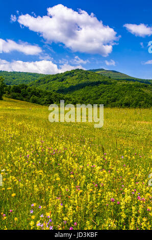 countryside summer landscape in mountains on fine weather day. grassy rural field with wild flowers near the forest on a hillside under blue sky with  Stock Photo