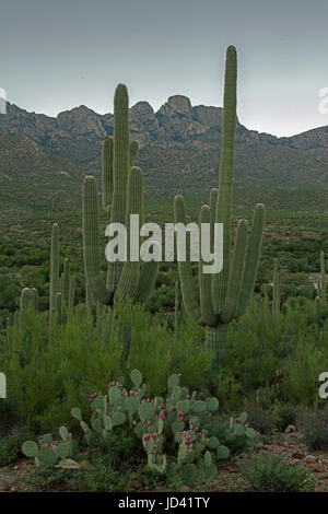 Saguaros and prickly pear cactus, Santa Catalina mountains in the background, Sonoran desert Arizona Stock Photo