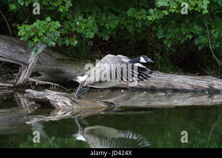 Canada geese, Branta canadensis, Maryland Stock Photo