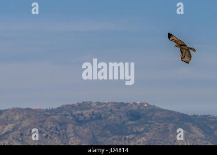 Hawk soaring over the hills in Southern California Stock Photo