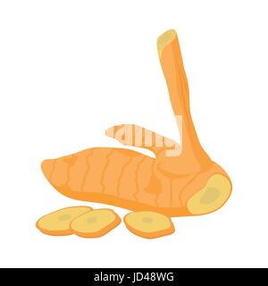 Galangal flat design, Galangal isolated on white background. vector illustration. Stock Vector