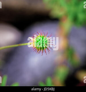 Color outdoor macro of a green and red herb Bennet fruit in bright sunshine on natural grey and green blurred background Stock Photo