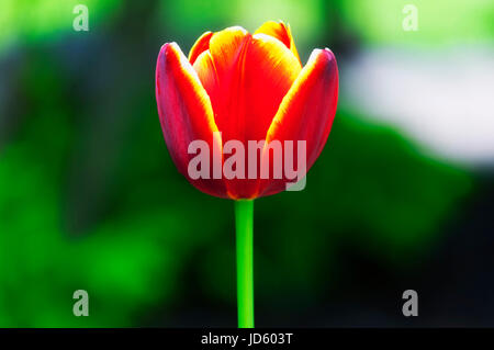 A single fire colored tulip on a blured green background. Stock Photo