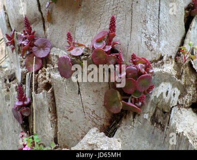 Purple Jelly Disc Mushroom (Ascocoryne sarcoides) on Tree Trunk, Crete Island of Greece Stock Photo