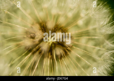 close-up of seeding dandelion head Stock Photo