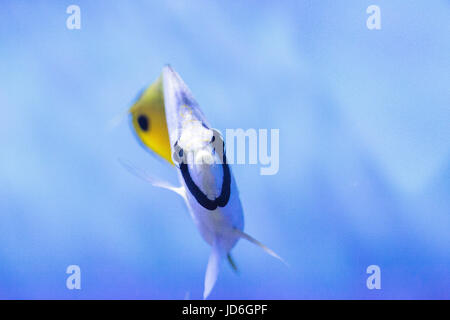 Threadfin butterflyfish known as Chaetodon auriga in a coral reef. Stock Photo