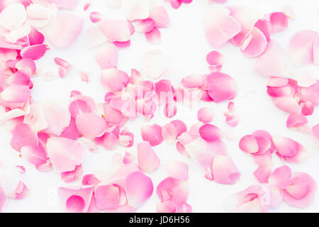 Pink Rose Petals on White Background. Stock Photo