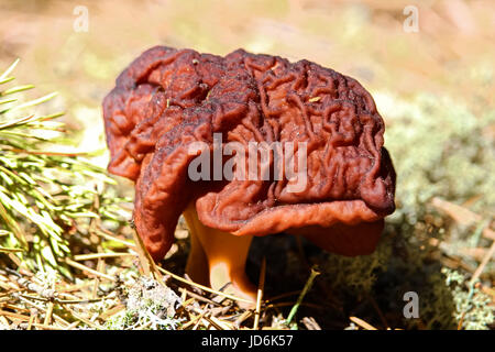 A poisonous False Morel mushroom. Stock Photo