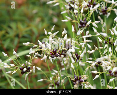 Aerial bulbils growing in the old flower head of rosy garlic (Allium roseum).  Bedgebury Forest, Kent, UK. Stock Photo