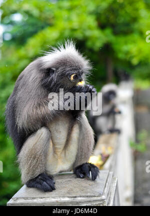 Dusky leaf monkey at Khao Lom Muag, Prachuap Khiri Khan, Thailand Stock Photo