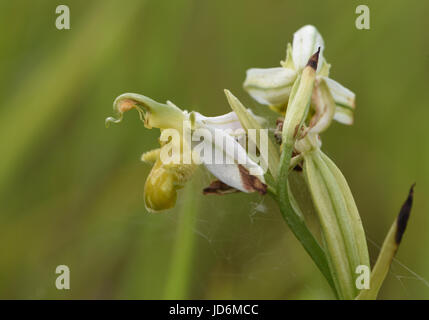 Flowering head of the yellow form of Bee Orchid (Ophrys apifera var chlorantha). Rye Harbour Nature Reserve. Rye, Sussex, UK Stock Photo