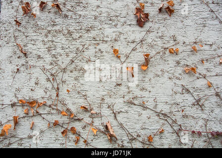 A background with brown dry grape branches and leaves rising on a white rough painted wall, Walldorf, Germany. Stock Photo