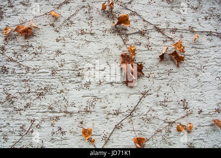 A background with brown dry grape branches and leaves rising on a white rough painted wall, Walldorf, Germany. Stock Photo