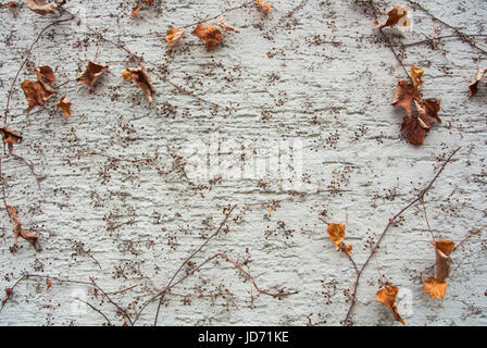 A background with brown dry grape branches and leaves rising on a white rough painted wall, Walldorf, Germany. Stock Photo