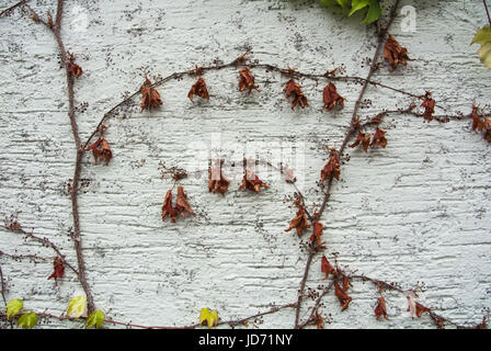 A background with brown dry grape branches and leaves rising on a white rough painted wall, Walldorf, Germany. Stock Photo