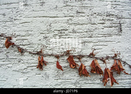 A background with brown dry grape branches and leaves rising on a white rough painted wall, Walldorf, Germany. Stock Photo