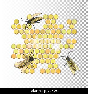 Bees three on honeycombs. On an isolated Stock Vector