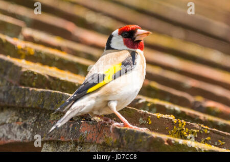 Adult Goldfinch bird (Carduelis carduelis) perched on a rooftop in Summer in West Sussex, England, UK. Stock Photo