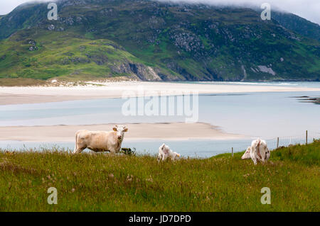 Ardara, County Donegal, Ireland. 19th June 2017. Cattle graze by the coastal village as a comprehensive and wide-ranging report into how Irish business need to adapt after the UK leaves the EU has been published by the employers’ group, IBEC. The report, entitled Brexit: challenges with solutions - published today says that agriculture and farming remains one of the most exposed industries from Brexit. Credit: Richard Wayman/Alamy Live News Stock Photo