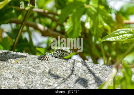 A little curious lizard sits on a rock and is watching Stock Photo