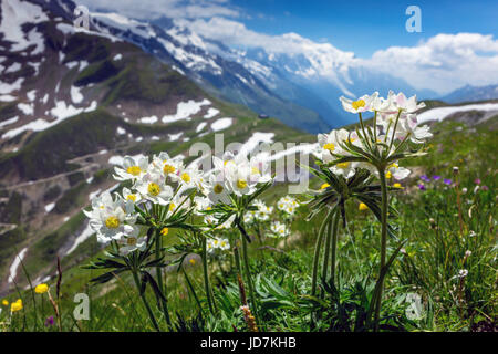 Wild anemones, or pale pasque flowers above Col de Balme, Chamonix Stock Photo