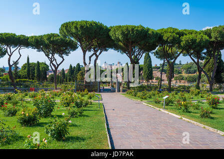 Rome (Italy) - The touristic Municipal Roses, on the Aventino hill in the center; open during the spring and summer, hosts many species of roses. Stock Photo