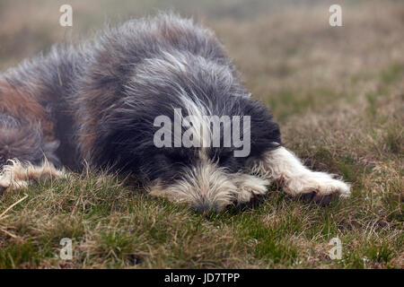 A big romanian carpathian shepherd dog in the grass Stock Photo