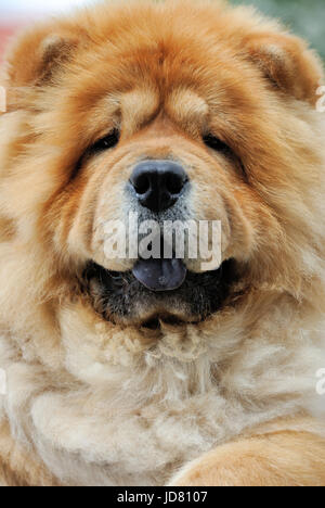 Close-up portrait of a dog chow chow Stock Photo