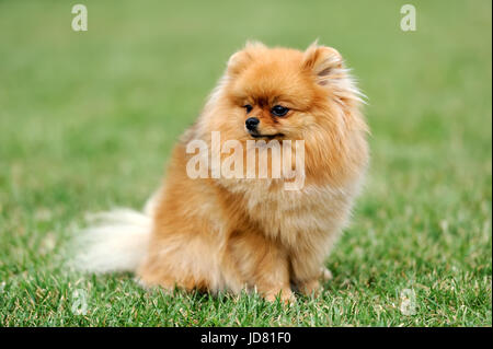 Close brown pomeranian dog in green summer grass Stock Photo