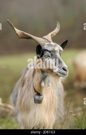 Goat in meadow. Goat herd Stock Photo