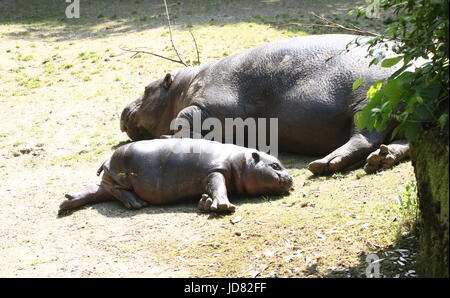 Baby West African Pygmy hippopotamus (Hexaprotodon liberiensis, Choeropsis liberiensis) relaxing in the sun together with his mother. Stock Photo