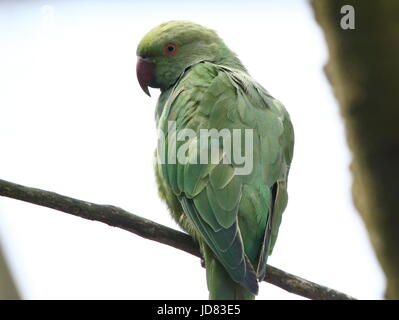 Male South Asian Alexandrine parakeet or Alexandrian parrot (Psittacula eupatria). Stock Photo