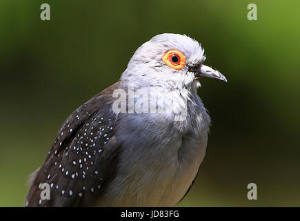 Australian Diamond Dove (Geopelia cuneata) Stock Photo