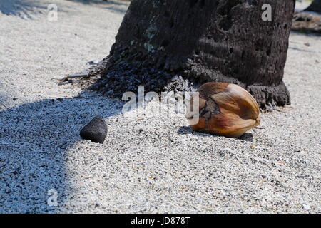 Black Rock and Coconut Under a Palm Tree Stock Photo