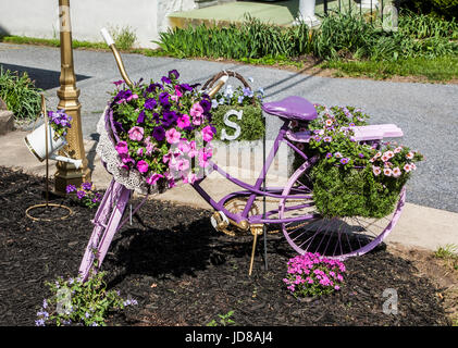 Vintage style garden bicycle painted lavender and decorated with potted flowers, Lancaster County, Pennsylvania, USA, US, flowers in bike, flower pots Stock Photo