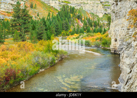 fall colors along belt creek in sluice boxes state park near monarch, montana Stock Photo