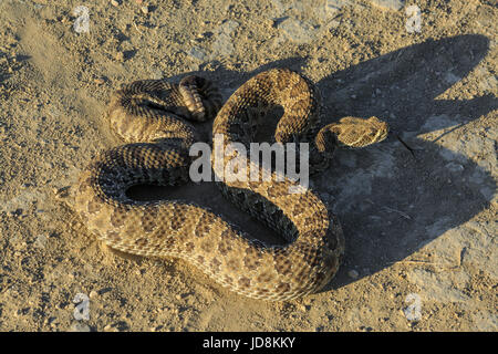 prairie rattlesnake with tongue extended in the terry badlands near terry, montana Stock Photo