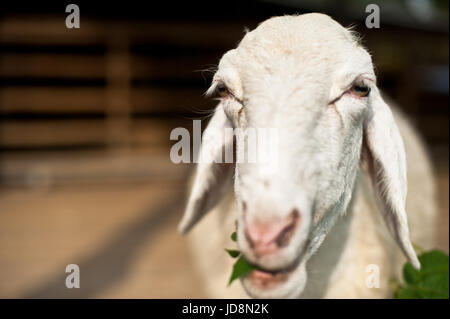 Sheep eating grass in the farm Stock Photo