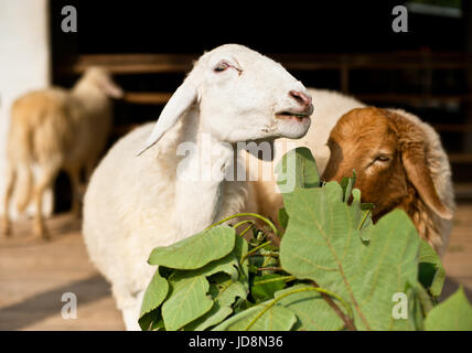 Sheep eating grass in the farm Stock Photo
