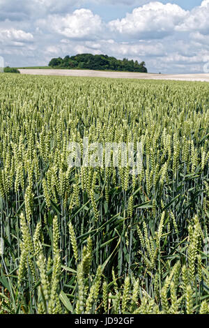 Wheat ripening in a field in Hampshire Stock Photo