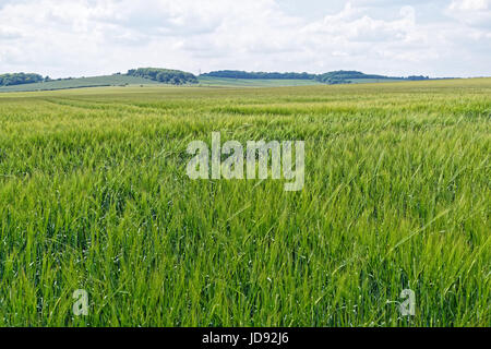 Field of barley ripening in Hampshire England Stock Photo