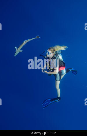 Female scuba diver look on fish Remora (Echeneis naucrates) in blue water, Indian Ocean, Maldives Stock Photo
