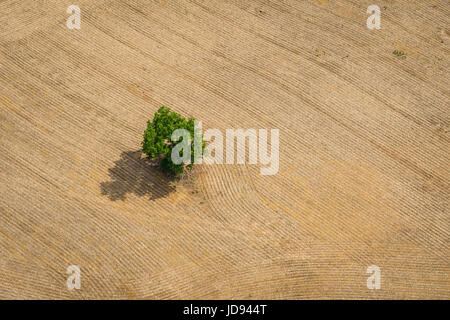 Aerial view of a single tree in an agricultural field full of wheat ...