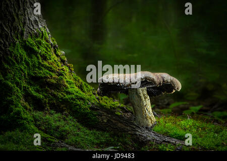 Large Mushroom And Tree Roots Stock Photo