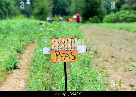 Vegetables and flowers grow in tidy rows at a community supported farm. Stock Photo