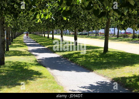 Tree alley in the beautiful city of vannes,France Stock Photo